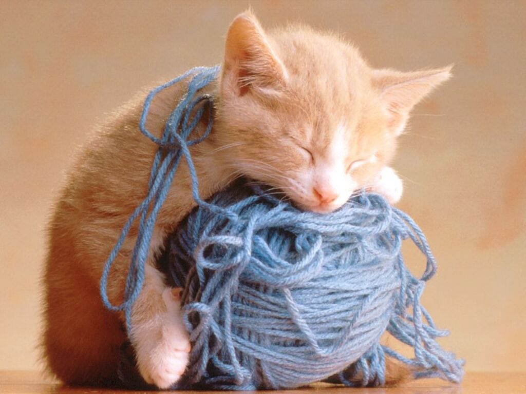 Chats - 103